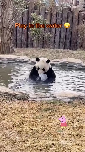 Playful Panda Enjoying Fun in the Water