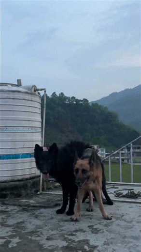 Ashla and Kubu mating, black and brown colour German shepherds #gsds #breeding #germanshepheard