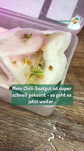 Jungpflanzen-Anzucht-Tipps für Chili, Paprika, Aubergine