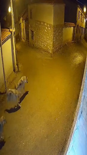 A dog and a wolf can occasionally form a temporary friendship, especially if they grow up together as pups or meet in a non-aggressive context, but their instincts as adults are very different. A dog joining a wolf pack is almost impossible, because wolf packs are highly closed, hierarchical, and extremely hostile toward outsiders. Likewise, a wolf cannot permanently adapt to a dog pack; its strong predatory drive and competitive nature would eventually push it to dominate, disrupt, or leave the