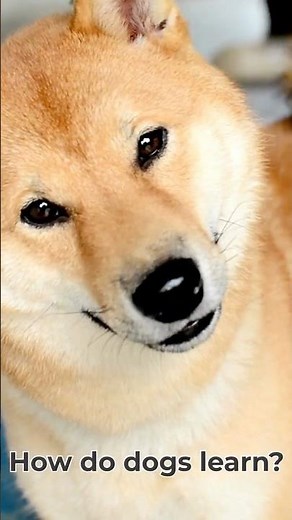 How Do Dogs Learn? Classical and Four Quadrants of Operant Conditioning Explained