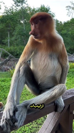3 animals that look strangely like humans 😳 (Number 1 will shock you!