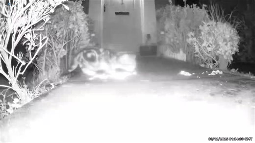 TRAPPING TINY KITTENS BORN OUTSIDE ONE SADLY INJURED 😔. Part 2 I was at one side of the street with my trap and the kitten was at the opssite side of the street. My camera hadn't notified me so I got there 30 mins later thankfully the kitten and mum were around it was 1am at this point . As I set up the trap I saw mum move the kitten down the st . So I then moved my trap down the st were they headed . Whilst doing this id dropped trap food in the orginal garden . Anyway 30 min later they had ig