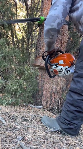 Building a Log Cabin from trees on the property. #cabinlife #stihl #logcabin