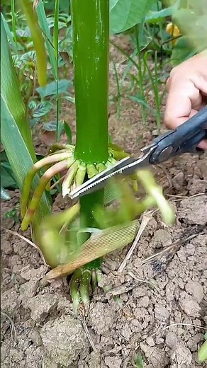 Prop roots emerging from a young maize plant 🌱🌾 #nature #farming #gardening
