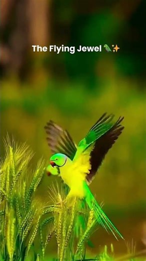 Parrot Slow Motion Flight 🦜✨ | Ring-Necked Parakeet