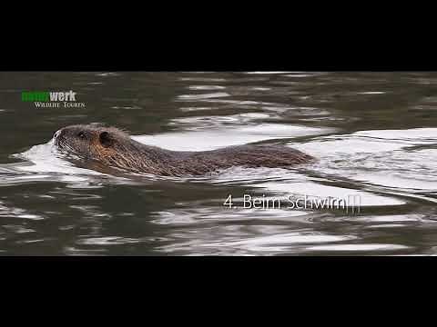 Unterscheidung von Nutria, Biber und Bisam - How to distinguish Coypu, Beaver, Muskrat - Naturwerk