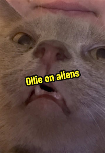 Ollie discusses aliens, what he reveals will shock you #snottyollie #cat #catsoftiktok #funnycat #alien