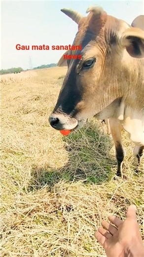 cow dance shorts #cowshorts #cowdance