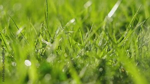 Juicy bright green grass in sunlight. Close up. Lawn background. Texture of new grass growing in field. Meadow on warm sunset or sunrise time. Tranquil nature scene. Golden hour. Greenery, dew drops