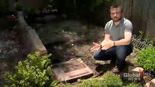 Hamilton woman finds gravestone in her garden