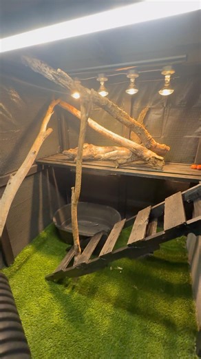 ￼Quick update video on the Asian Water Monitor ￼enclosure build! #monitorwater #diy #lizards