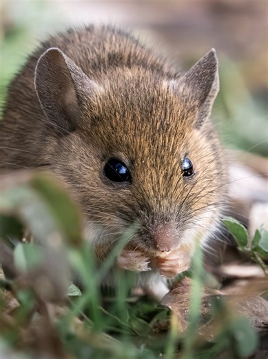 Unexpected Encounter with a Wood Mouse