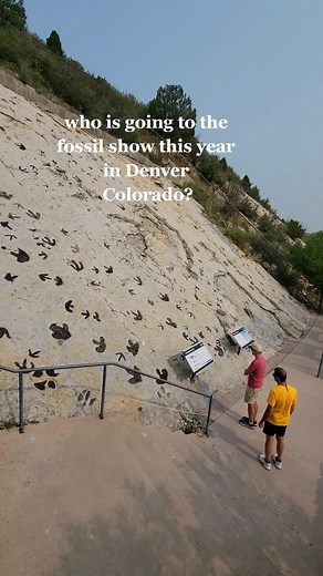 #fossils #fossil #paleontology #geology #dinosaurs #dinosaur #nature #science #fossilhunting #prehistoric #jurassicpark #jurassic #fossilhunter #jurassicworld #minerals #ammonite #rocks #fossiladdict #palaeontology #art #crystals #naturalhistory #ammonites #paleontologist #paleoart #megalodon #geologyrocks #trilobite #trilobites #cretaceous #fyp #fypシ #getwild #love