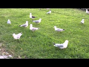 These excited gulls have just received something to eat