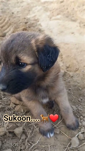 papyi beautiful shorts lbar