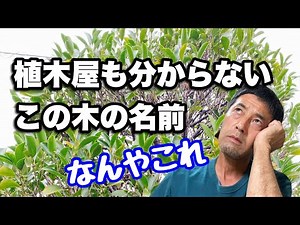 [What kind of tree is this?] The name of a garden tree that even professionals don't know