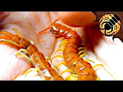 My two friendliest pet centipedes!