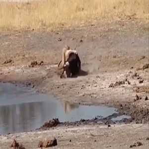 The sable antelope is f.ighting again against the lion 😱😱 👉👉👉 Join our group : Animals Life | Beautiful Animals