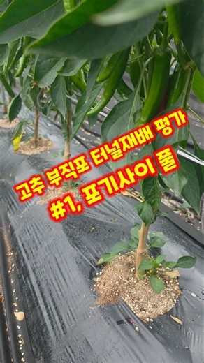 Evaluating Non-Woven Fabric Tunnel Cultivation for Chili Peppers: Using Rice Seedling Soil Betwee...