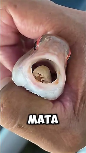 mengapa orang jepang senterin ikan⁉️