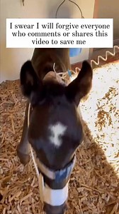 Our brave little foal is fighting his way back. Despite a broken hind leg, he’s healing beautifully, taking stronger steps each day all thanks to your prayers, love, and support. ❤️‍🩹🐴 But his journey isn’t over yet. Treatment, splints, meds, and daily care are still ongoing, and we’re far from having everything covered. Please, if you can, donate, share, or even leave a comment to help us keep him safe, treated, and growing into the healthy horse he deserves to be. Every dollar truly matters.