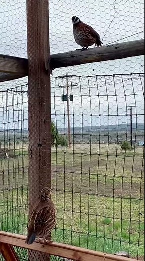 Bobwhite Quail Call Male and Female | #shorts