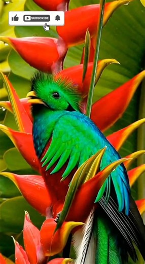 Morning Bird Songs in Nature | Wild Birds 8K, Relaxing Forest Sounds 🪶