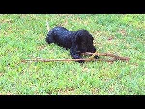 Kasey, adorable cocker spaniel, 0-7 months old