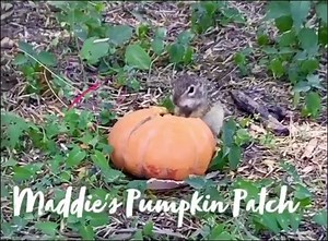 2.5K views · 59 reactions | Nature trails and cute little rascals at Maddie’s Pumpkin Patch! He’s the culprit to our half eaten pumpkins but he is too cute to be upset! 殺李殺 | Maddie’s Pumpkin Patch McAllen | Facebook