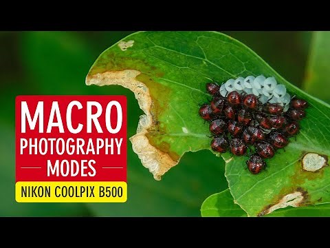 Auto vs Macro vs Close-up (3 Macro Photography Modes in Nikon Coolpix B500) | Sonika Agarwal