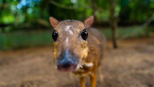 10 Teeny Tiny Chevrotains: Meet The Smallest Hoofed Mammals On Earth