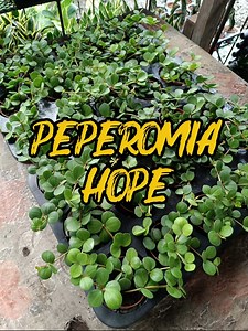 Say hello to Peperomia 'Hope' — the cutest little trailing plant that’s big on charm! 💚 ✅ Low-maintenance & beginner-friendly ✅ Pet-safe (so no worries with curious cats or dogs!) ✅ Naturally helps purify your indoor air ✅ Fits perfectly on shelves, desks, or hanging planters I’m obsessed with its round, coin-like leaves and soft trailing vibe. Such a perfect touch of green for small spaces or cozy corners! 🪴✨ Who else loves easygoing houseplants like this? Drop a 🌿 in the comments if you're 