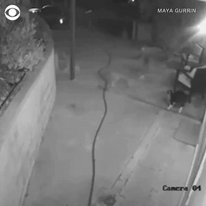 CAUGHT ON CAMERA: Surveillance video outside a home in Los Angeles, California shows a house cat fighting off three coyotes in his backyard. His owner eventually came to the rescue. https://cbsn.ws/35JvD6L | CBS News