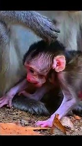 Cute moments, lovely baby monkey#babymonkey