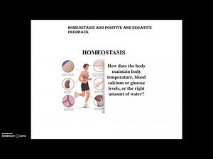 GCSE (9-1) Science Biology Homeostasis and Positive and Negative Feedback