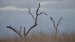Perched Swamp Harrier at Kow Swamp