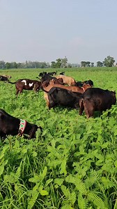 809K views · 10K reactions | Green fodder #Goat farming#grazing animals #bakr eid2023#Integrated farming | SR Goat Farm And Allied Business Ideas | Facebook