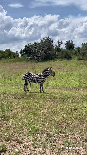 Male Zebra Mating in African Bush at Akagera National Park