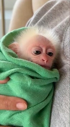 Beautiful newborn stump tailed macaque 💚 #newbornmonkey #stumptail #newbornstumptail