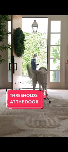 How to Train Your Dog to Stop Running Out the Door