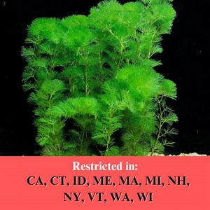 BUY 2 GET 1 FREE Green Cabomba (cabomba Caroliniana)-easy Live Aquarium Pond Aquatic Plant - Etsy
