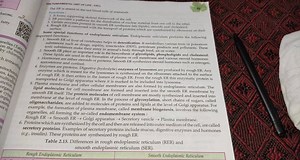 Some special functions of endoplasmic reticulum. Findoplasmic r... | Filo