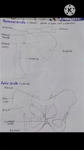 Bones Diagram Of Human Skeleton System 🦴#neet#biology#diagram #important#drawing #shorts