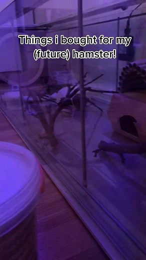 Preparing for a New Hamster: Essential Supplies Guide