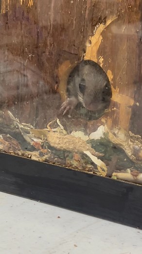 27 reactions | Meet Speedy the flying squirrel. Watch closely or you will miss him. He is in rehab with one other flying squirrel. They came in as babies and will be released in the Spring | Wild Again in Mississippi Rescue & Rehabilitation | Facebook