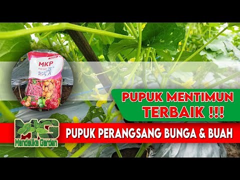 Pupuk Perangsang Bunga dan Buah terbaik untuk mentimun || Budidaya Timun || Mandalika Garden
