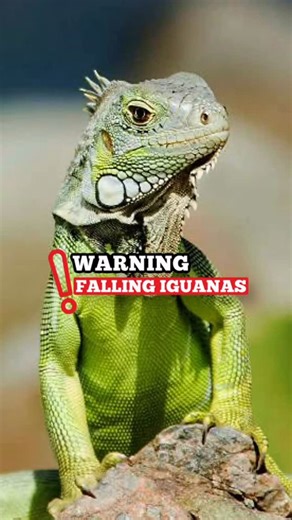 Family Activities in South Florida | Miami is breaking cold records this weekend, the coldest temps since 2010! ❄️ When it drops into the 40s, Florida’s green iguanas enter a... | Instagram