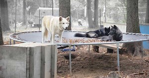 Hearing held on future of Muskegon wolf-dog sanctuary