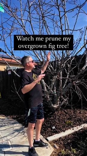 ProFig • Fig Farmers • Online Plant Nursery on Instagram: "Sometimes, you have to start over! This fig tree was WAY too tall, and I wasn’t able to pick most of the figs so the birds got them instead. I don’t want to use ladders, so we did a major pruning to bring it back under control. Now, the new growth will be the fruiting branches, and harvesting will be way easier. Don’t be afraid to prune aggressively when needed! Your tree will thank you! Have you ever pruned your fig tree this aggressive